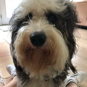 Meet your Posher, Halina